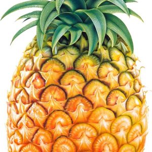 Fresh Pineapple (Ananas)