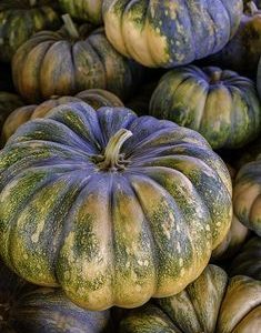 Fresh Pumpkin (Kaddu)
