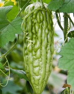 Fresh Bitter Gourd (Karela)