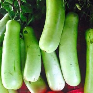 Bottle Gourd