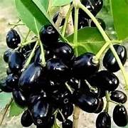 Fresh Jamun (Indian Blackberry)