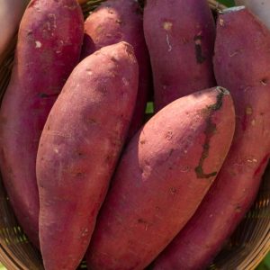 Sweet Potato