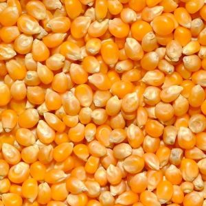 Maize (Corn)