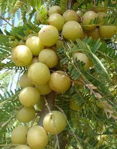 Fresh Indian Gooseberry (Amla)