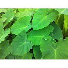 Colocasia Leaves