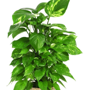 MONEY PLANT